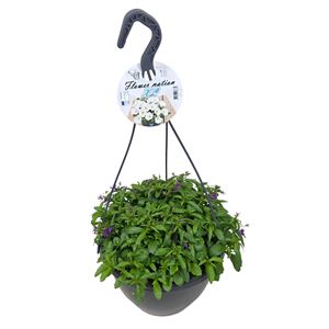 Bild von HP27 o.kl. Lobelia Purple